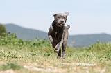 CANE CORSO 509